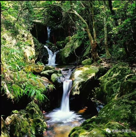 水森林深圳|梧桐山